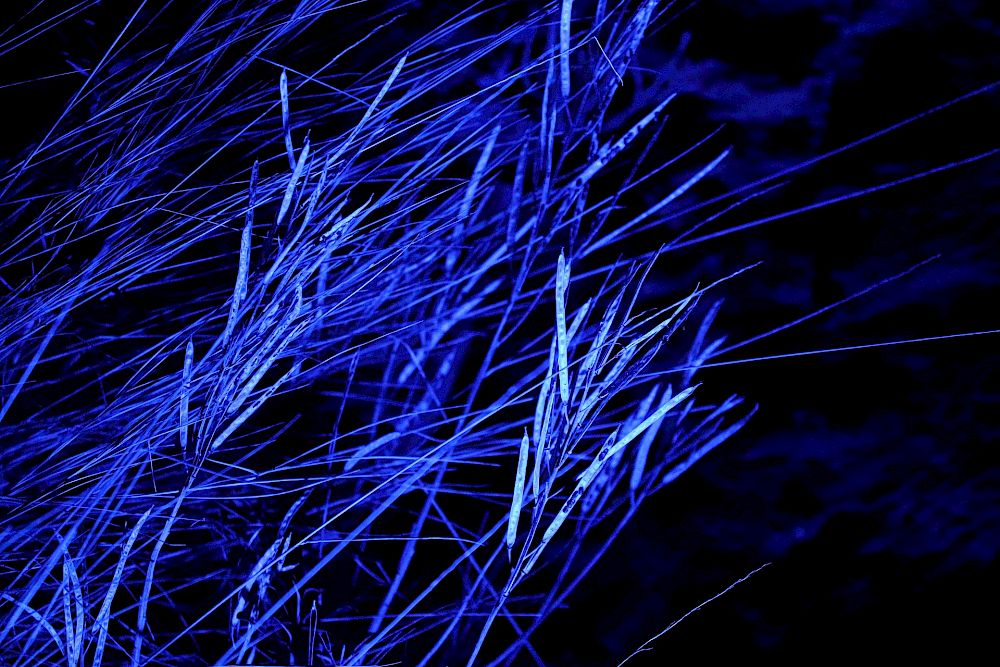 Mit der FDP Köniz das blaue Wunder erleben